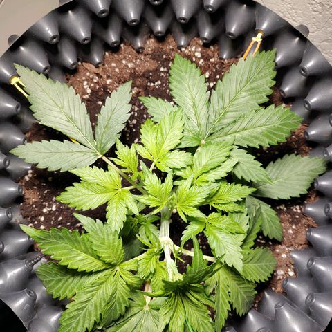Amnesia Haze Automatic growlog photo: LST