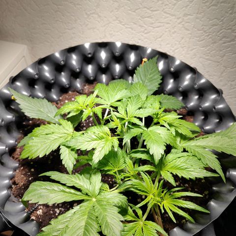 Amnesia Haze Automatic growlog timeline photo