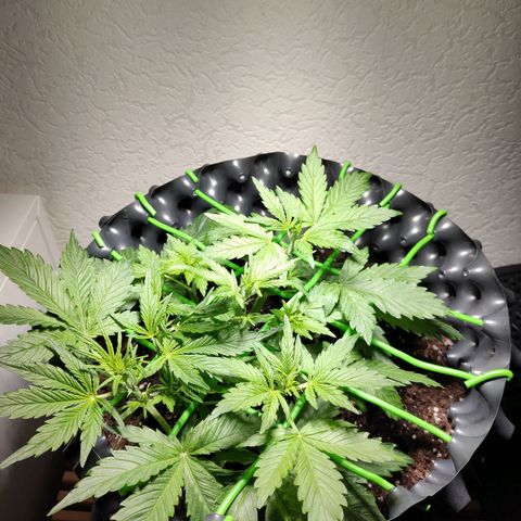Amnesia Haze Automatic growlog timeline photo