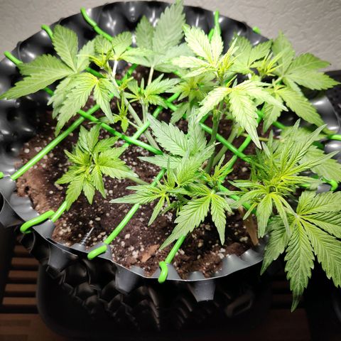 Amnesia Haze Automatic growlog timeline photo