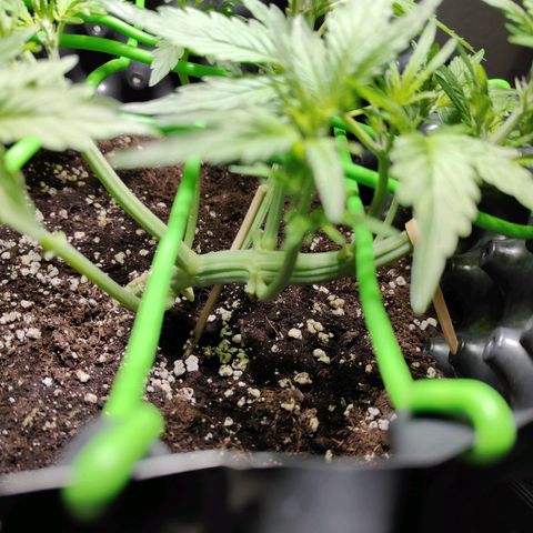 Amnesia Haze Automatic growlog timeline photo