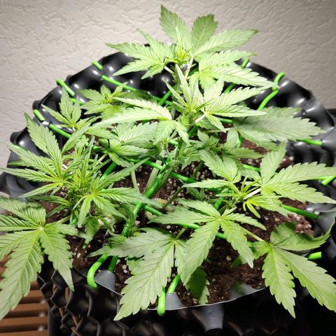 Amnesia Haze Automatic growlog photo: Happy legalization day 🎉