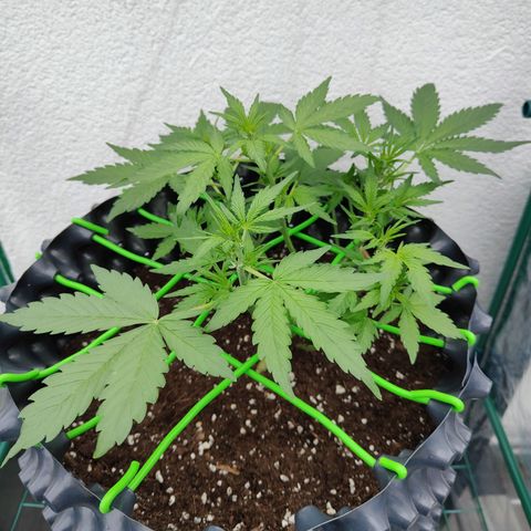 Amnesia Haze Automatic growlog timeline photo
