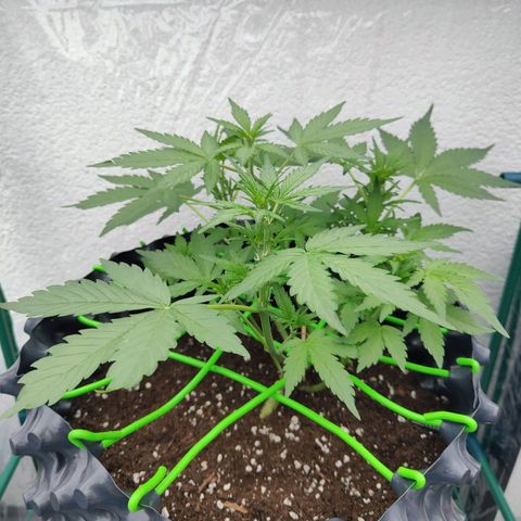 Amnesia Haze Automatic growlog timeline photo