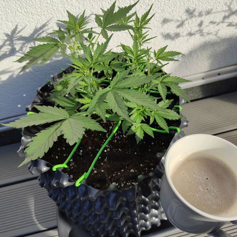 Amnesia Haze Automatic growlog photo: Happy Coffee:)