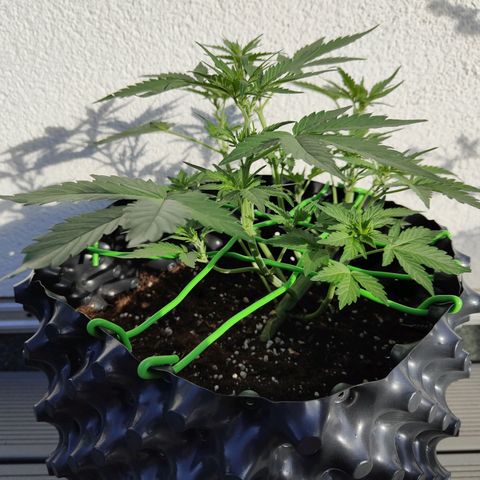 Amnesia Haze Automatic growlog timeline photo