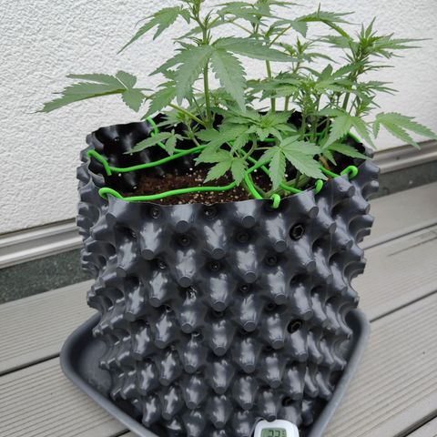 Amnesia Haze Automatic growlog timeline photo