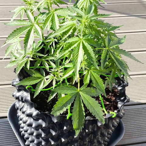 Amnesia Haze Automatic growlog timeline photo