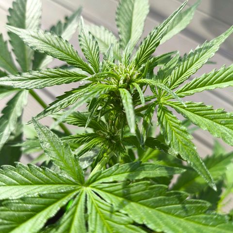 Amnesia Haze Automatic growlog timeline photo