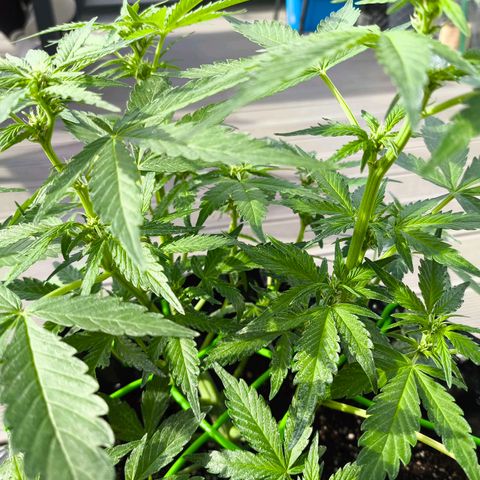 Amnesia Haze Automatic growlog timeline photo