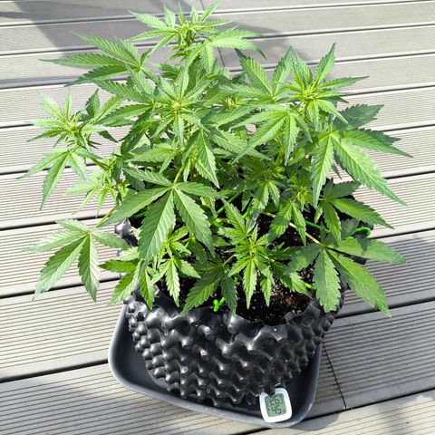 Amnesia Haze Automatic growlog timeline photo