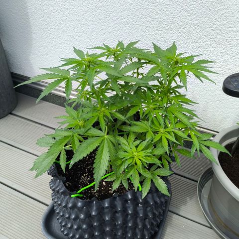 Amnesia Haze Automatic growlog timeline photo