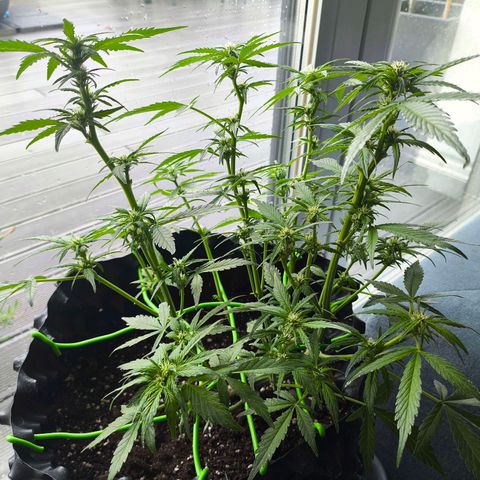 Amnesia Haze Automatic growlog photo: It's too cold outside 🥶