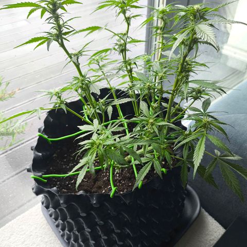 Amnesia Haze Automatic growlog photo: It's too cold outside 🥶