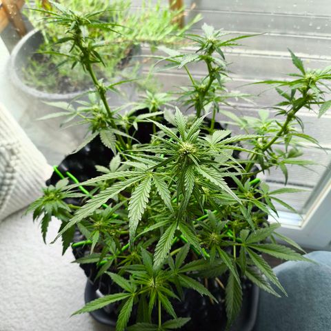 Amnesia Haze Automatic growlog timeline photo