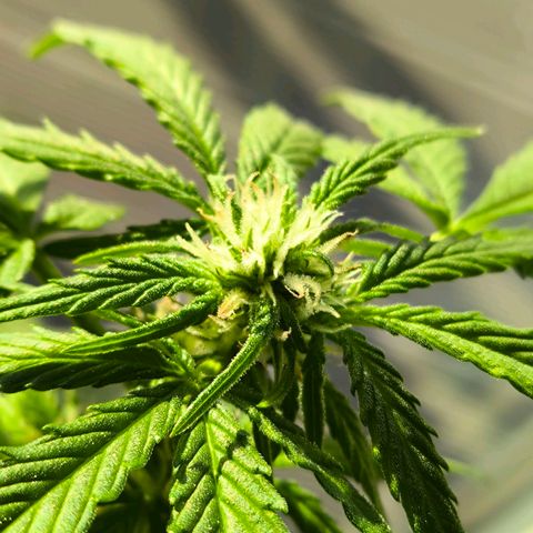 Amnesia Haze Automatic growlog timeline photo