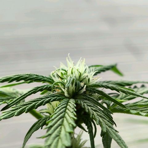 Amnesia Haze Automatic growlog timeline photo
