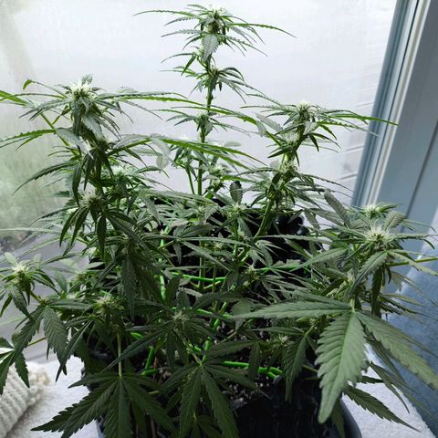 Amnesia Haze Automatic growlog photo: Outdoor -2°
Die Blüten wachsen und wachsen. Noch ca. 14 Tage 