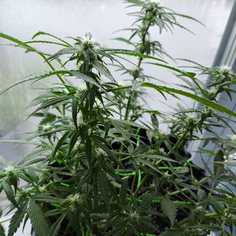 Amnesia Haze Automatic growlog photo: Outdoor -2°
Die Blüten wachsen und wachsen. Noch ca. 14 Tage 