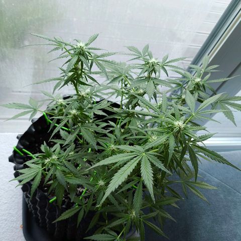 Amnesia Haze Automatic growlog photo: Outdoor -2°
Die Blüten wachsen und wachsen. Noch ca. 14 Tage 