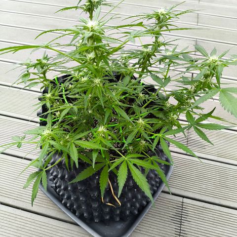 Amnesia Haze Automatic growlog timeline photo