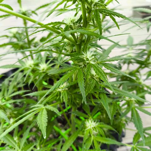 Amnesia Haze Automatic growlog timeline photo