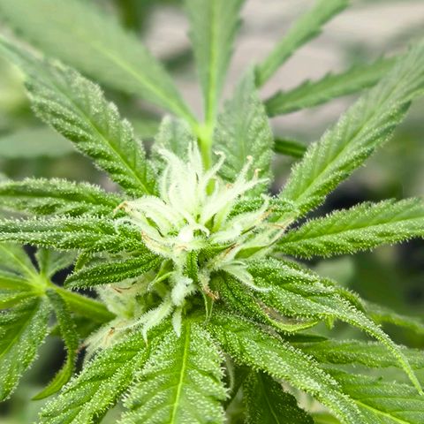 Amnesia Haze Automatic growlog timeline photo