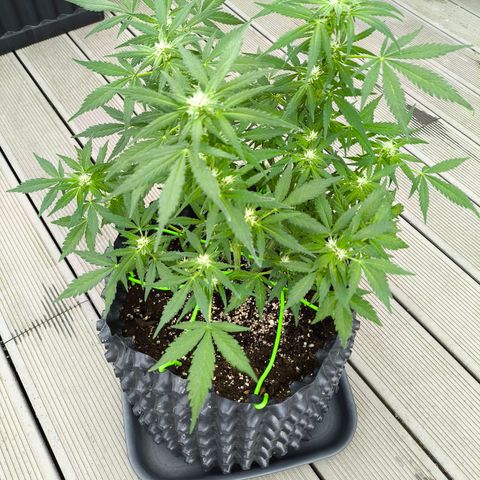 Amnesia Haze Automatic growlog timeline photo