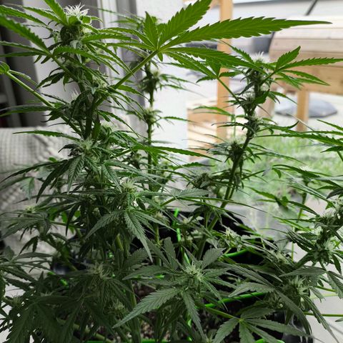 Amnesia Haze Automatic growlog photo: Am Wochenende geht's wieder nach draußen 🙃