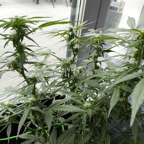 Amnesia Haze Automatic growlog photo: Am Wochenende geht's wieder nach draußen 🙃