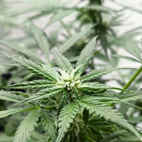 Amnesia Haze Automatic growlog photo: Am Wochenende geht's wieder nach draußen 🙃