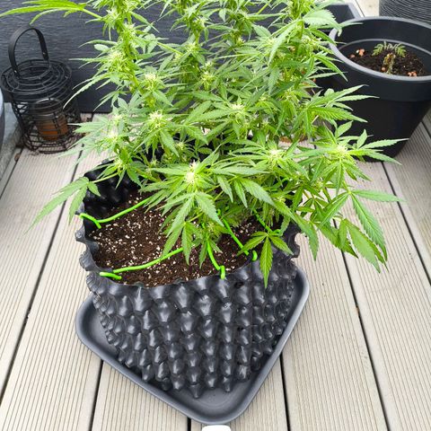 Amnesia Haze Automatic growlog timeline photo