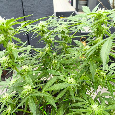 Amnesia Haze Automatic growlog timeline photo