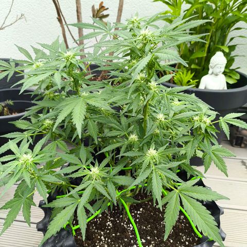 Amnesia Haze Automatic growlog timeline photo
