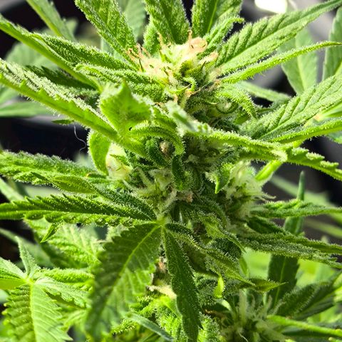 Amnesia Haze Automatic growlog timeline photo