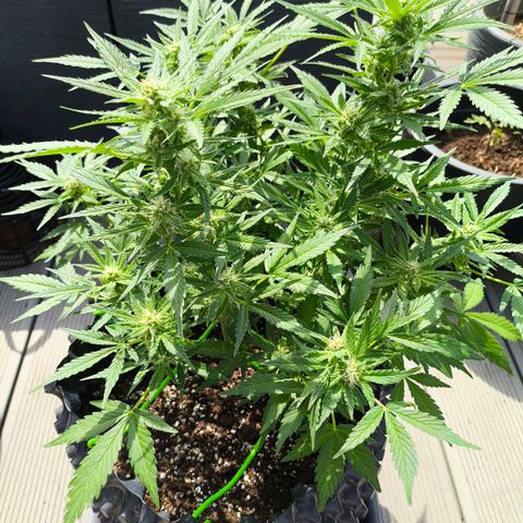 Amnesia Haze Automatic growlog timeline photo