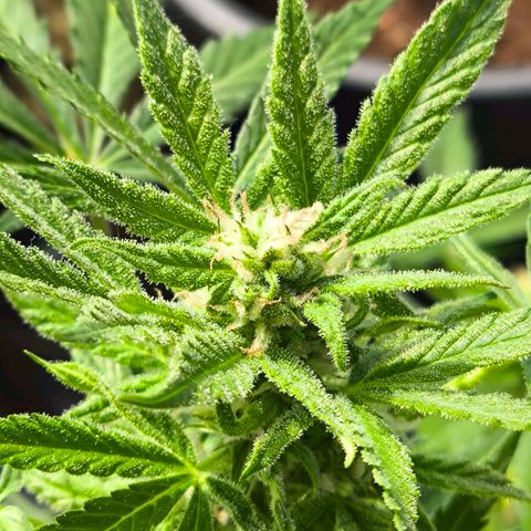 Amnesia Haze Automatic growlog timeline photo