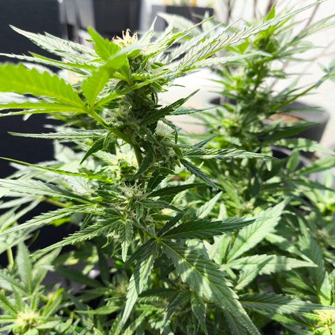 Amnesia Haze Automatic growlog timeline photo