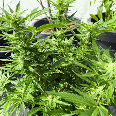Amnesia Haze Automatic growlog timeline photo