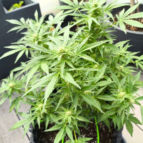 Amnesia Haze Automatic growlog timeline photo
