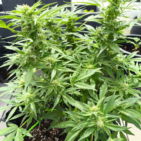 Amnesia Haze Automatic growlog timeline photo