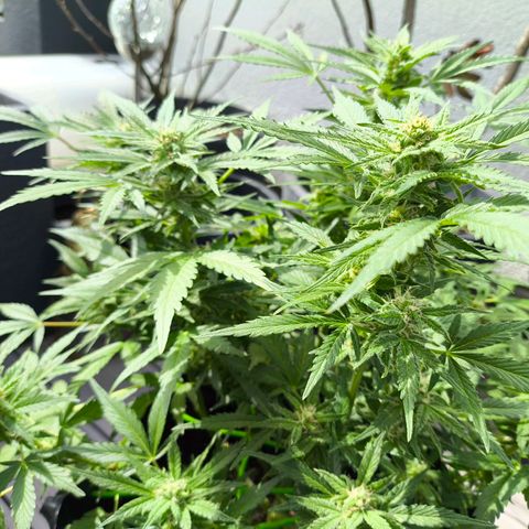 Amnesia Haze Automatic growlog timeline photo