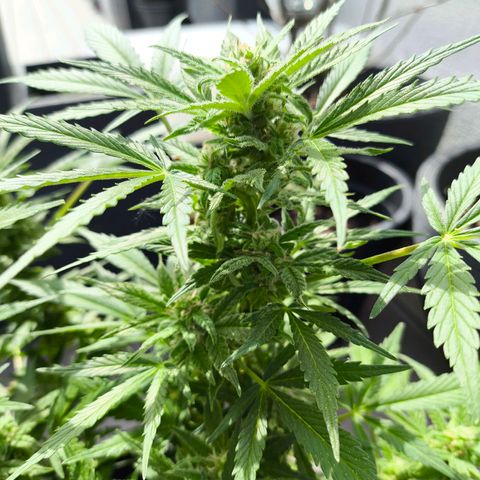 Amnesia Haze Automatic growlog timeline photo