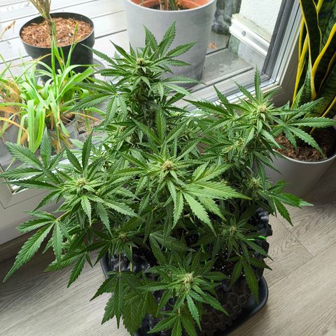 Amnesia Haze Automatic growlog timeline photo