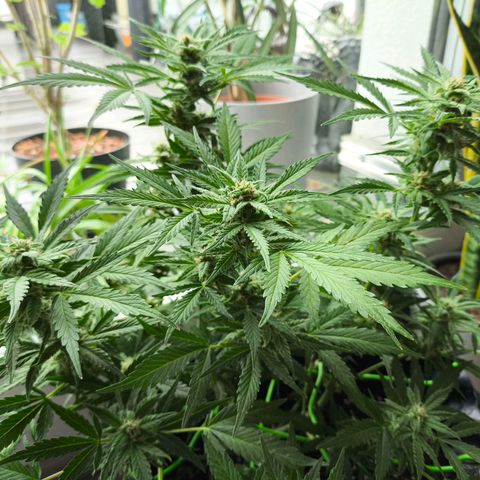 Amnesia Haze Automatic growlog timeline photo