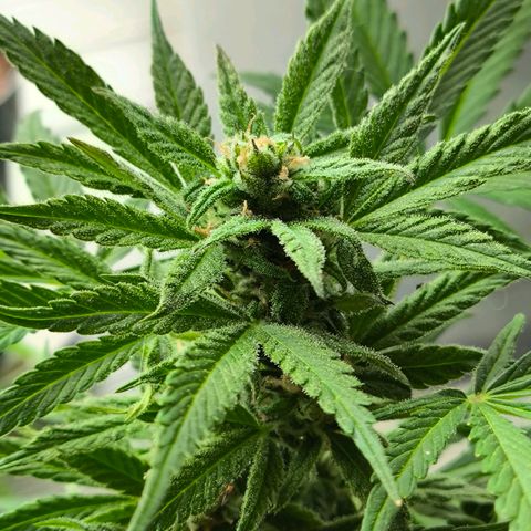 Amnesia Haze Automatic growlog timeline photo