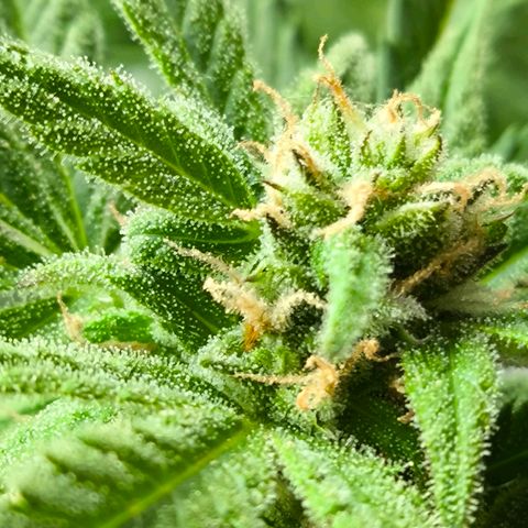 Amnesia Haze Automatic growlog timeline photo