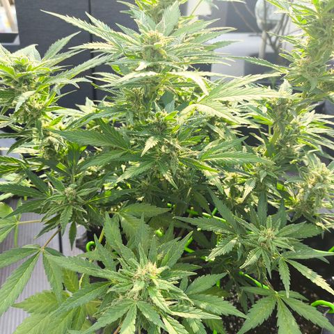 Amnesia Haze Automatic growlog timeline photo