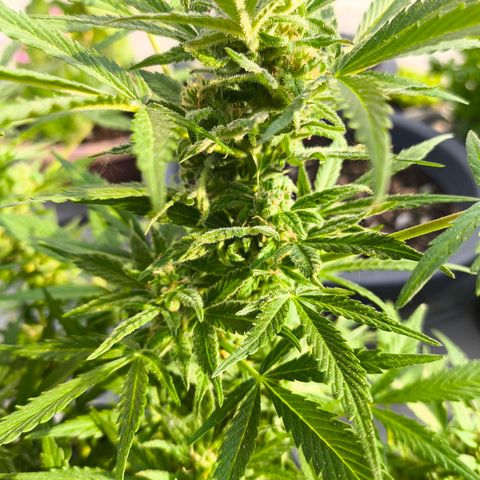 Amnesia Haze Automatic growlog timeline photo