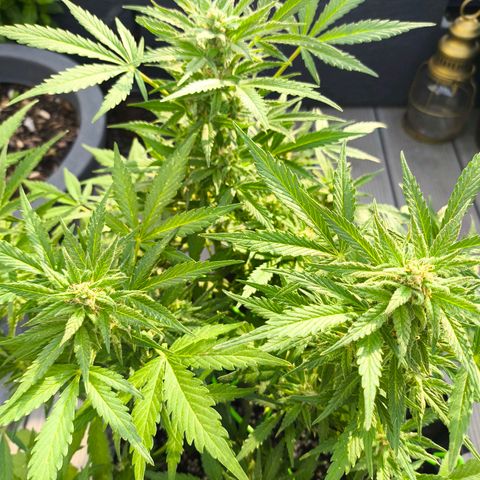 Amnesia Haze Automatic growlog timeline photo
